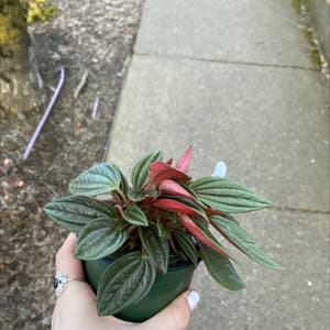 Peperomia 'Rosso' plant photo by Gillysplants named Nathan on Greg, the plant care app.