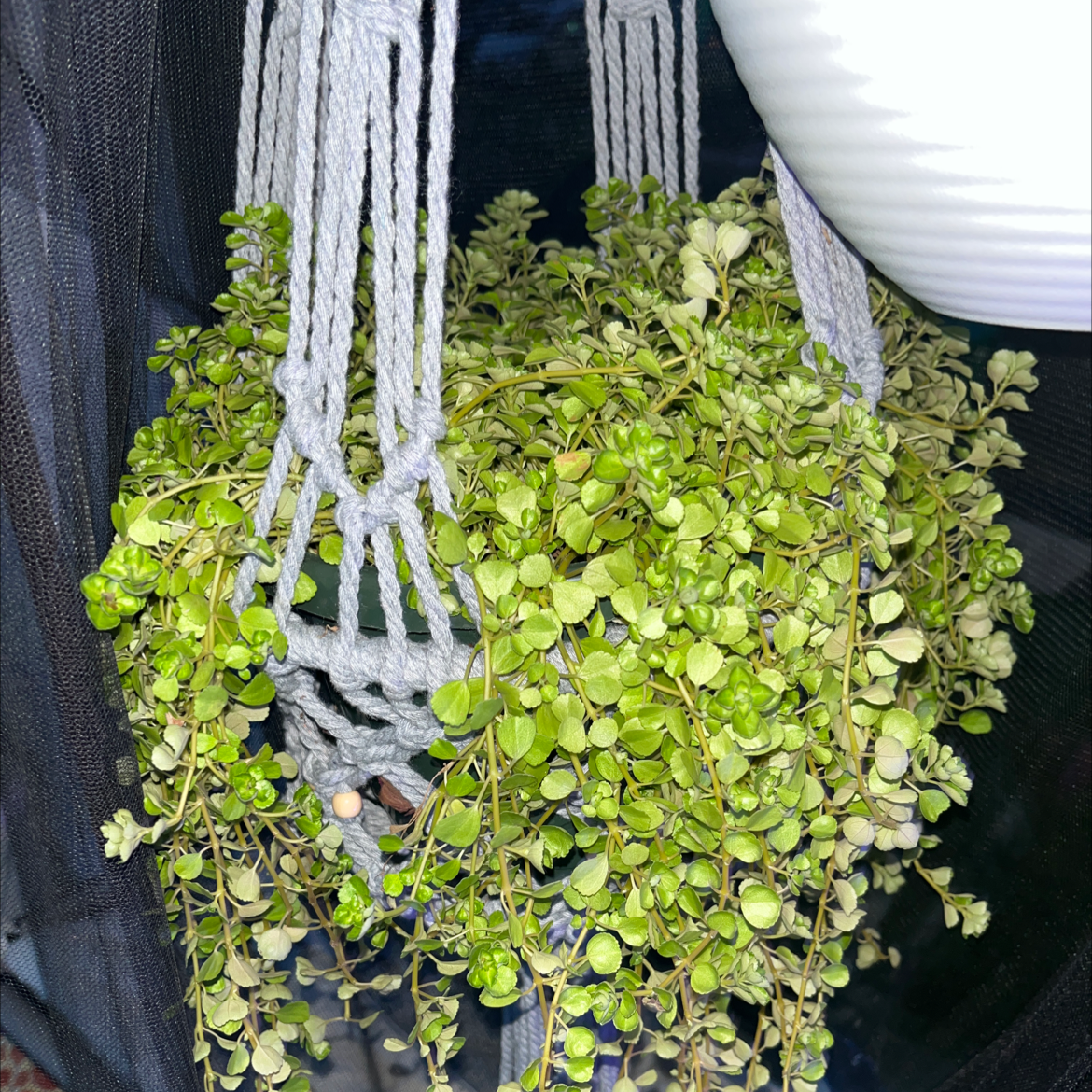 Healthy Pilea Baby Tears plant with trailing vines of small round green leaves, held up by hands to showcase growth habit.