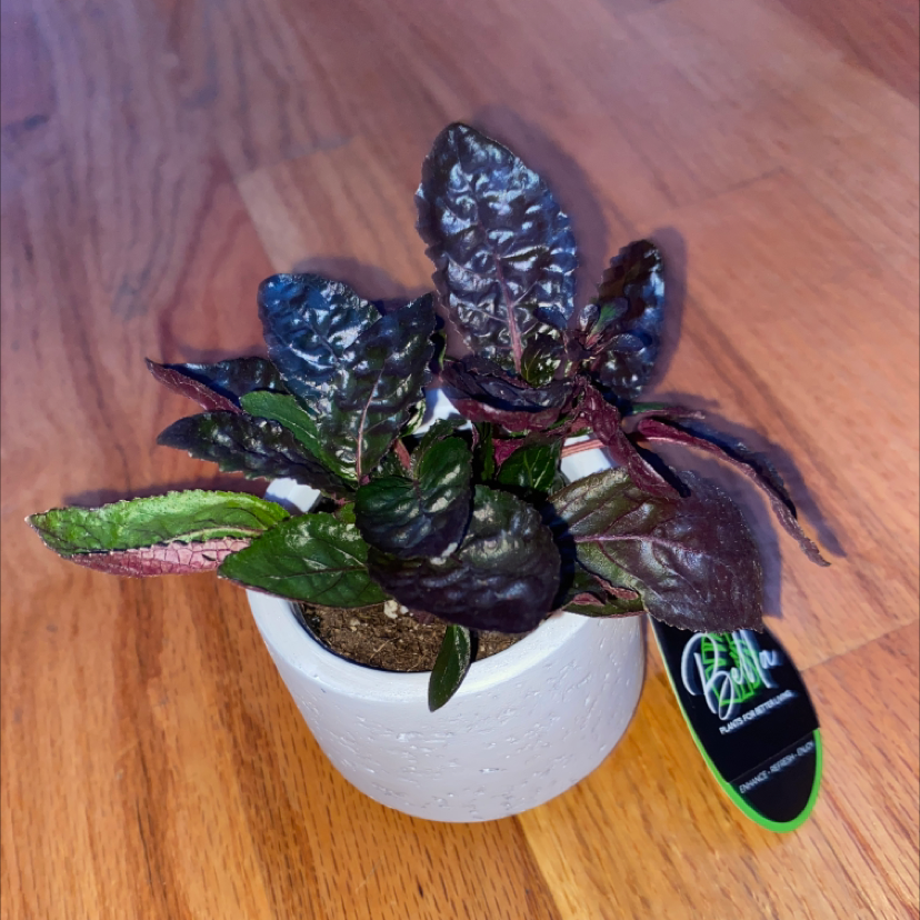 Waffle Plant plant photo by @gillysplants named Rupert on Greg, the plant care app.