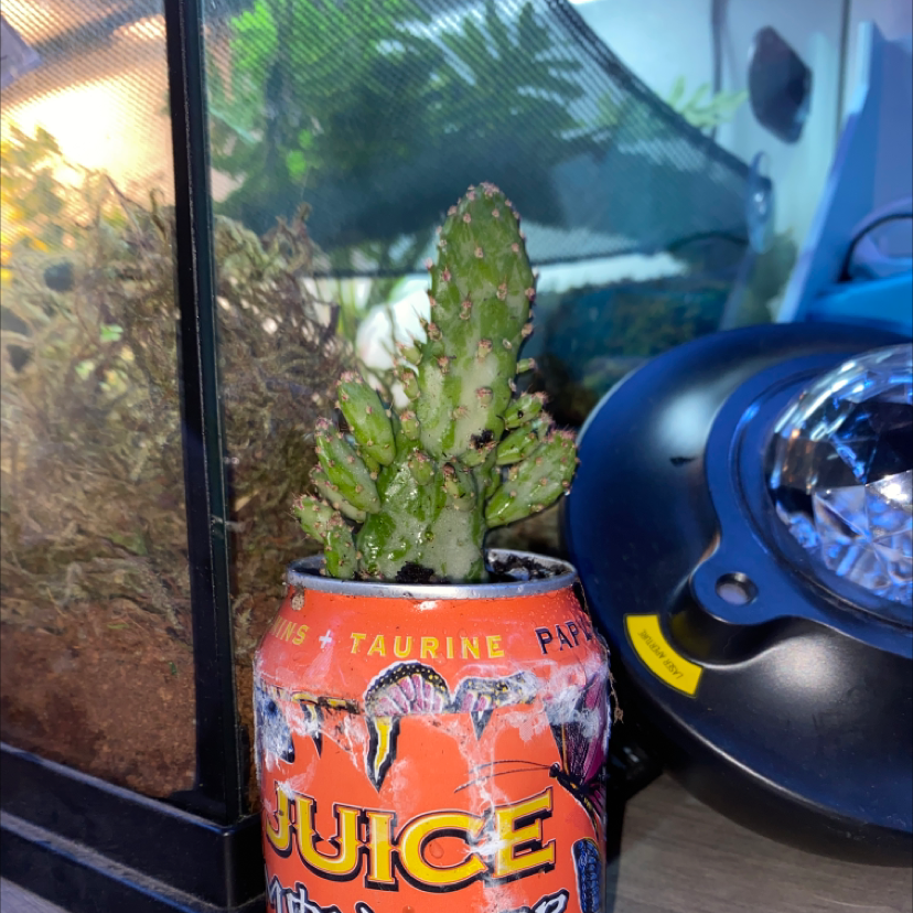 Drooping Prickly Pear cactus in a juice can with black spots on pads, terrarium in background.