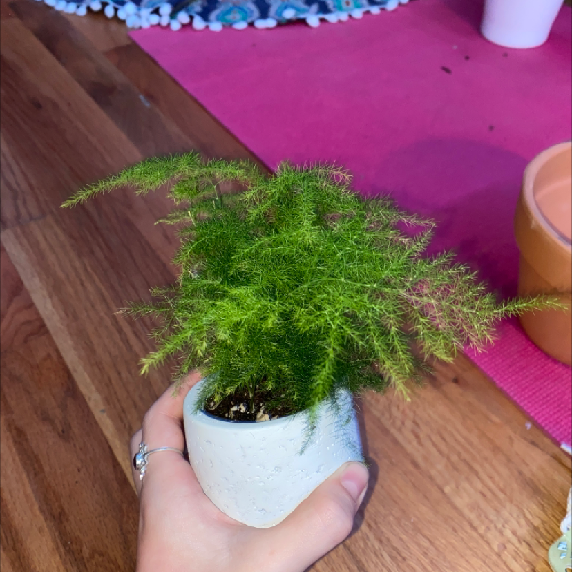 Asparagus Fern plant photo by @gillysplants named Duke on Greg, the plant care app.