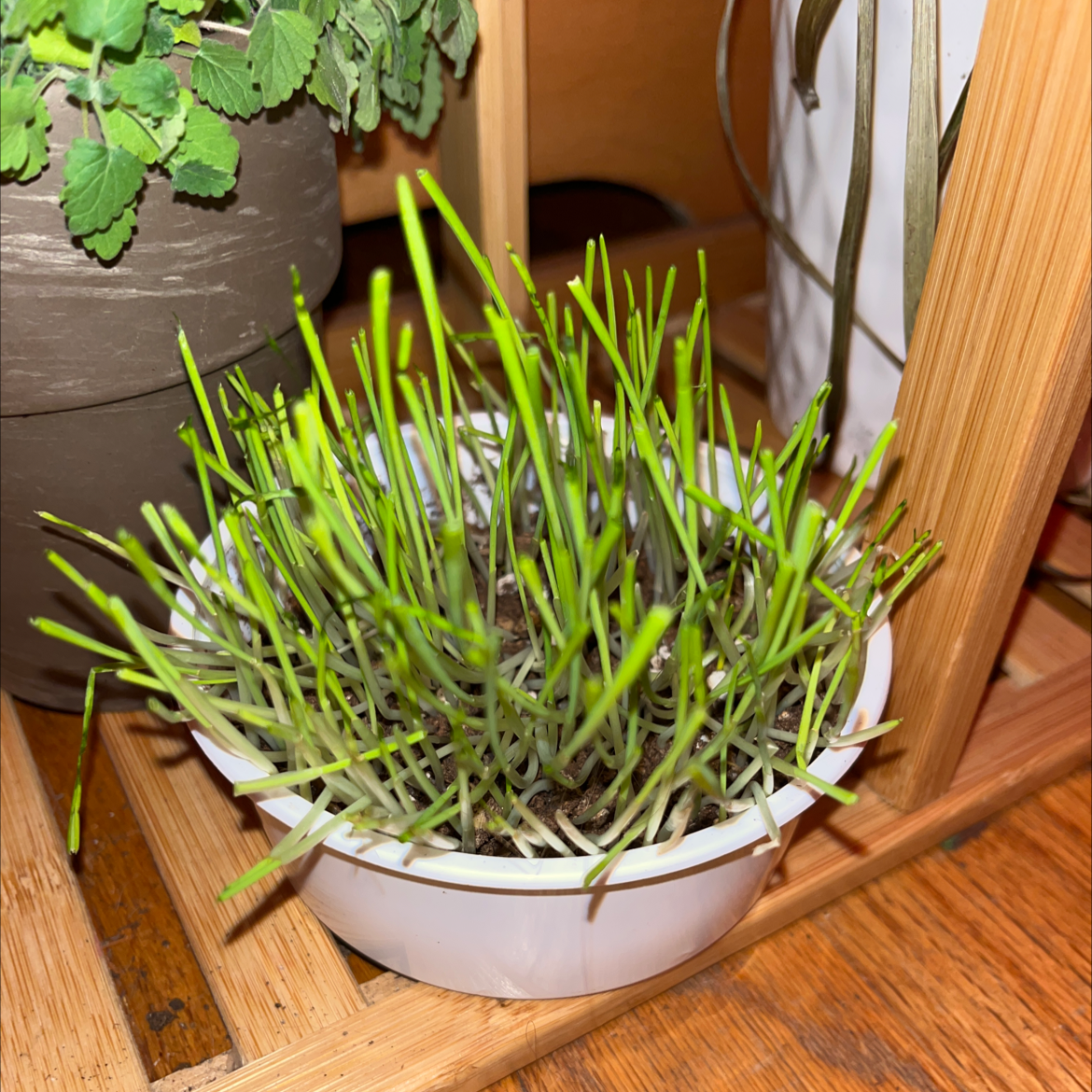 A small pot of healthy wheatgrass with green, upright blades.