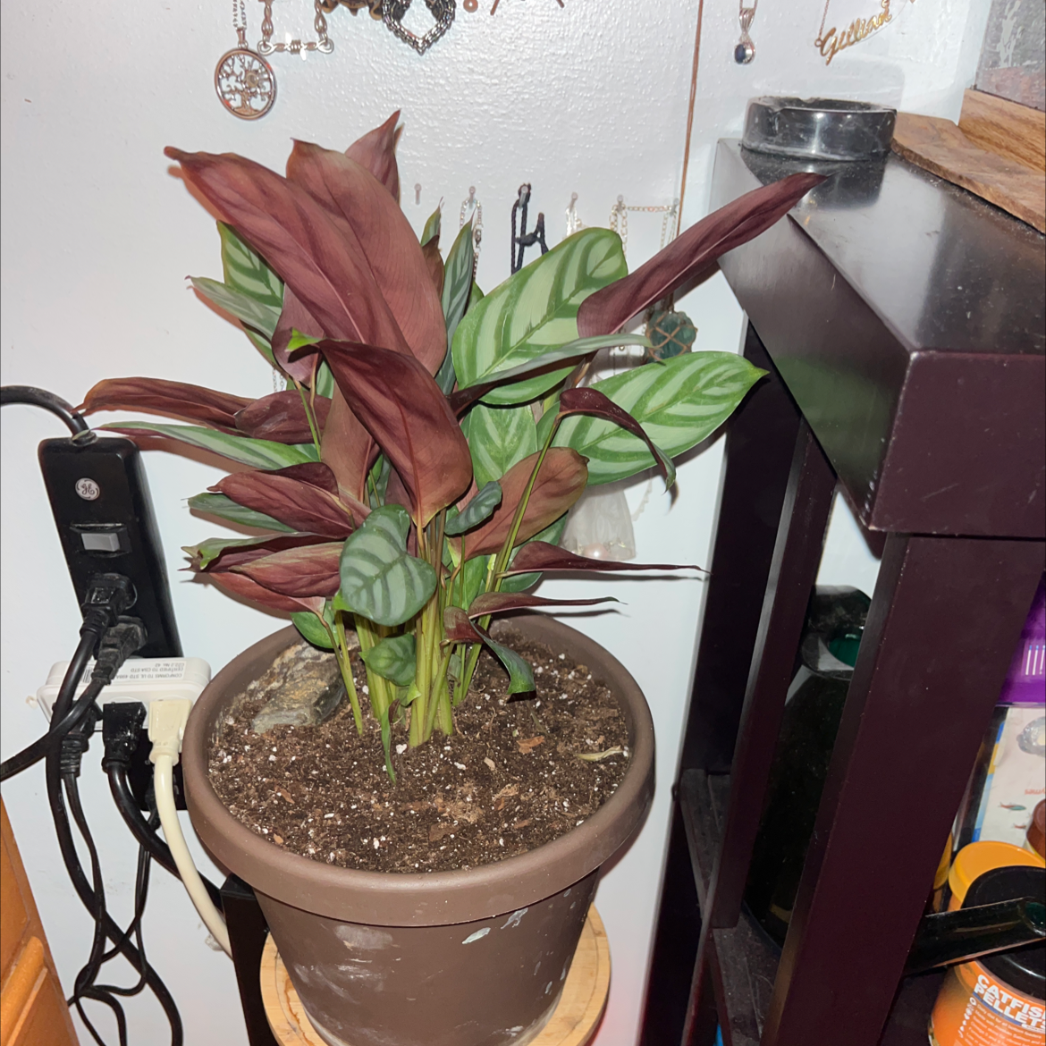 Potted Never Never Plant with green and maroon leaves, placed indoors.