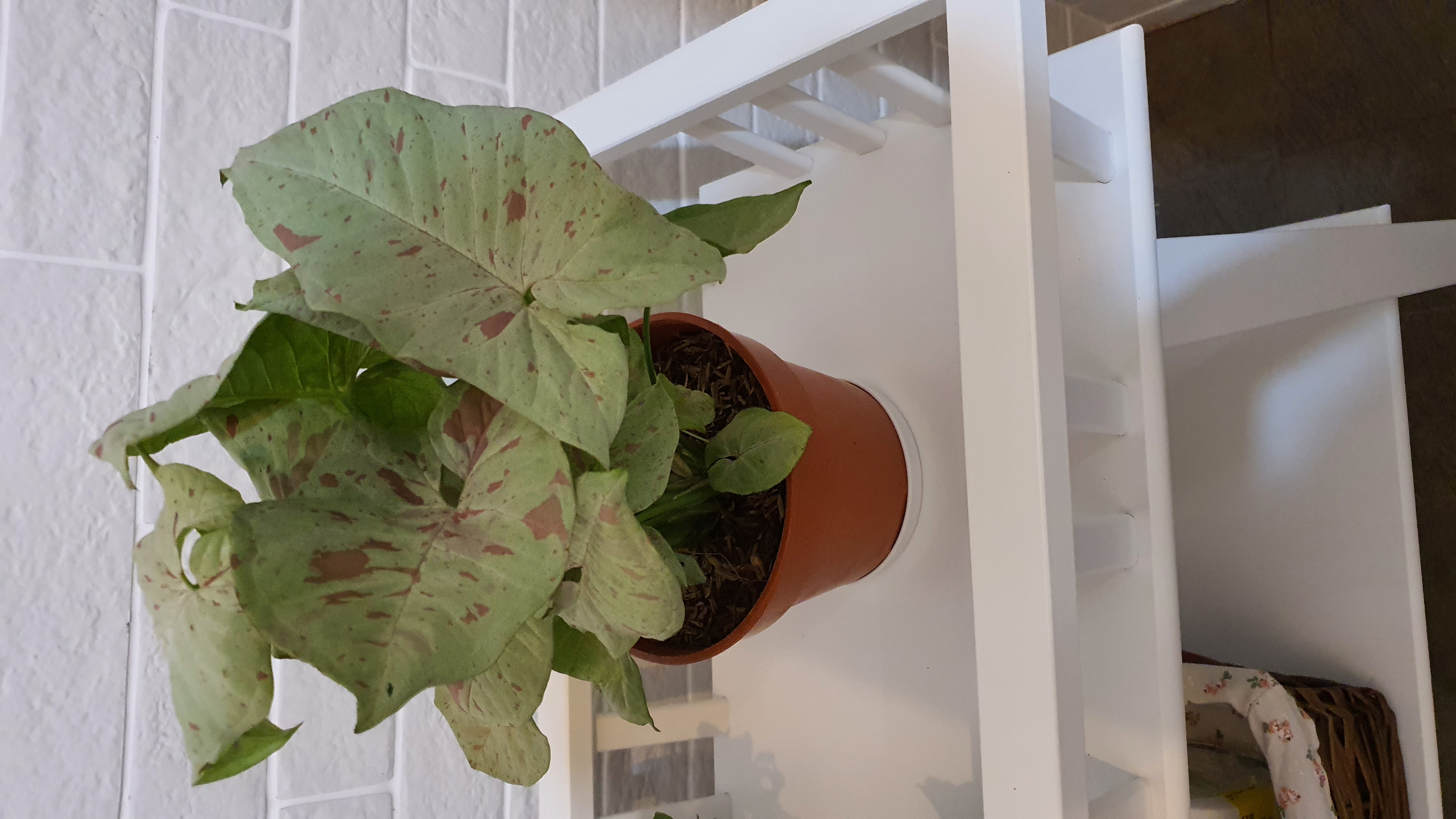Potted Syngonium 'Milk Confetti' plant on a white shelf with light green leaves and pinkish spots.