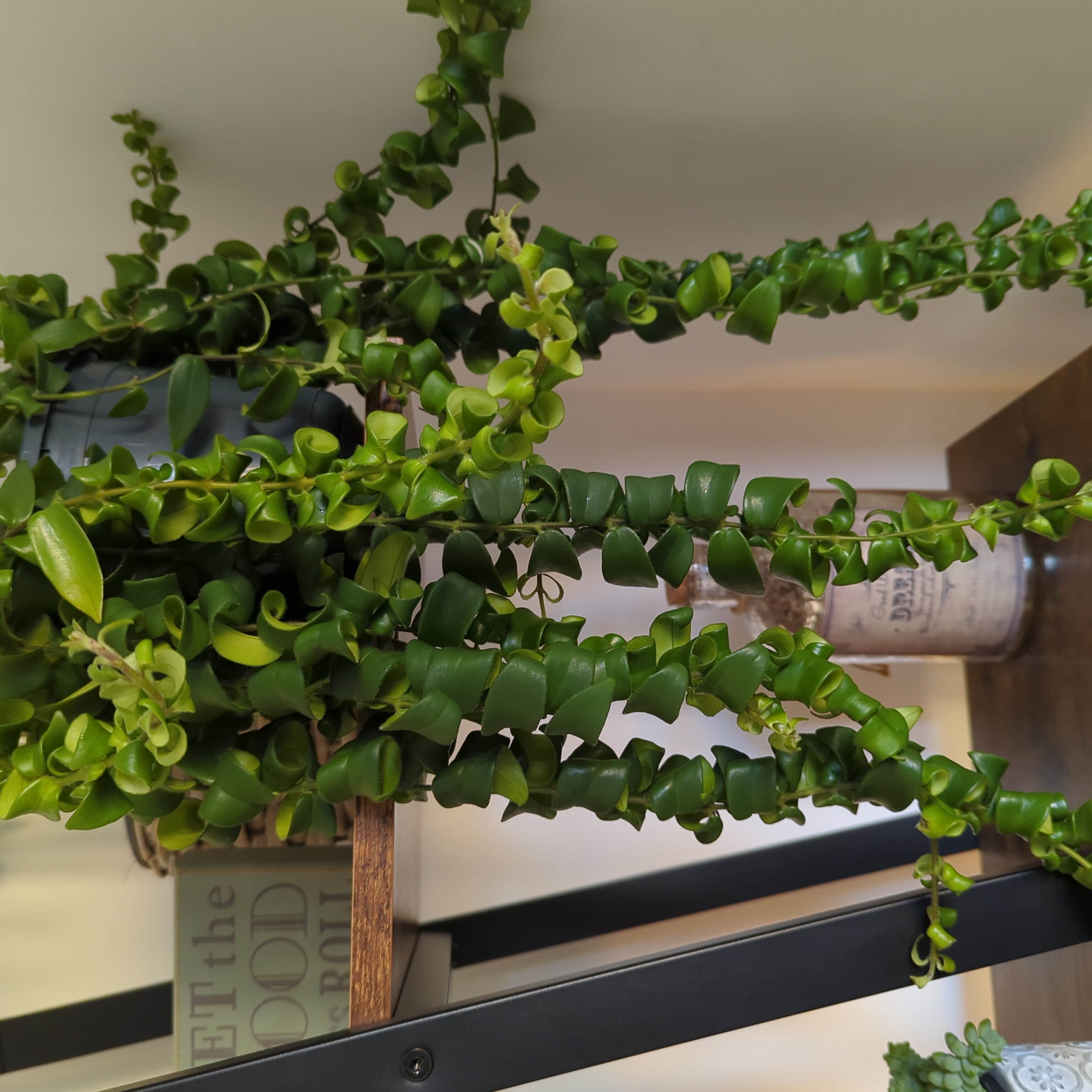 Twisted Lipstick Plant with healthy green leaves on a shelf with books.