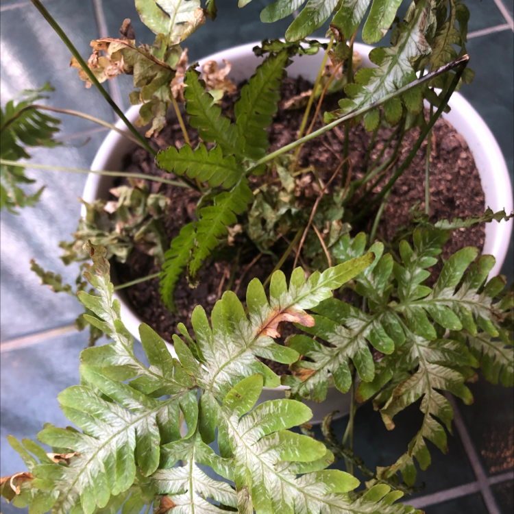 Blue Star Fern in a pot with some browning leaves and visible soil.