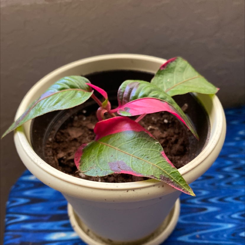 Potted Party Time Alternanthera plant with vibrant green and pink leaves.