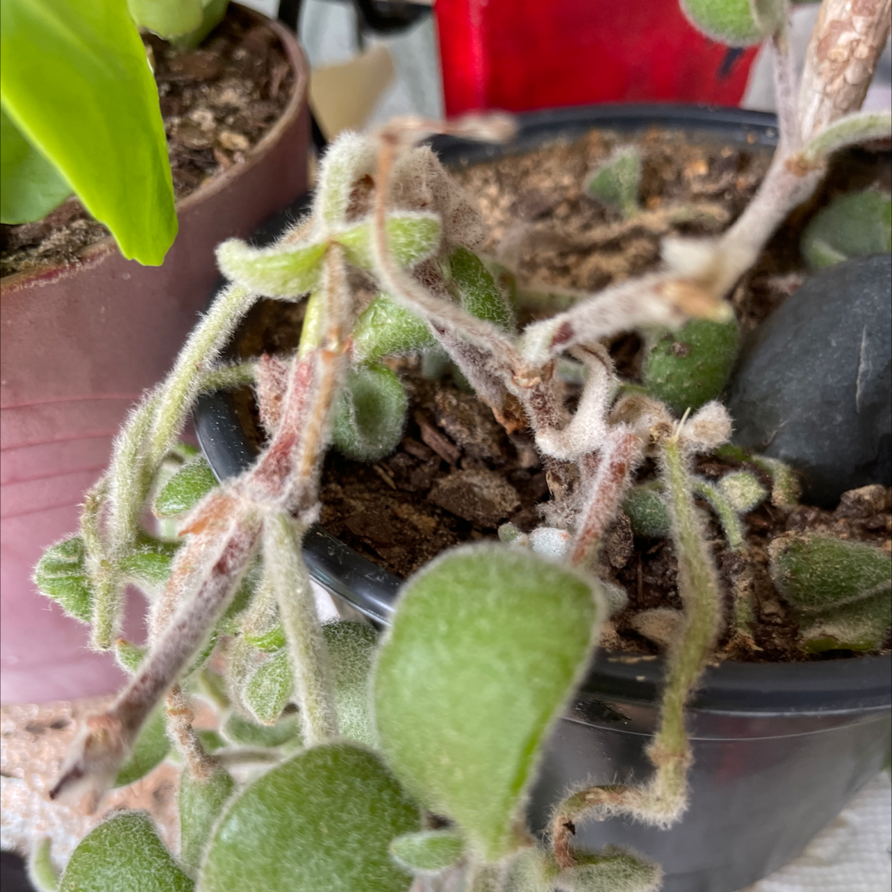 Your plant