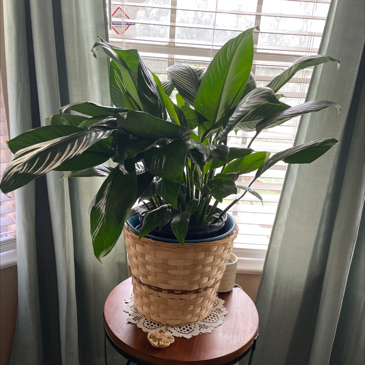 Your plant