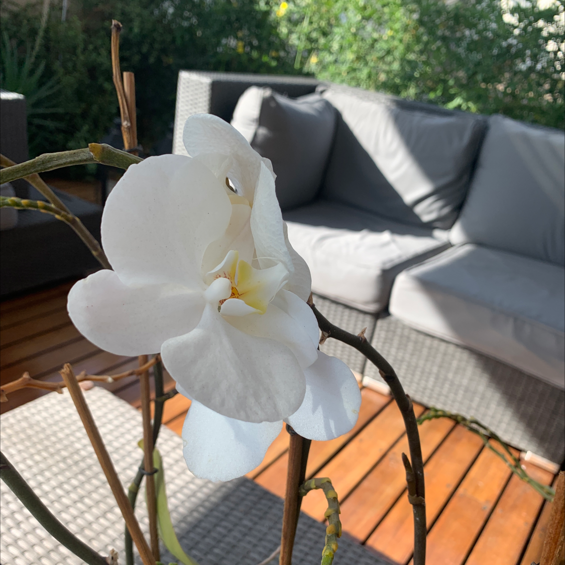 Photo of the plant species Tulip magnolia by Cecilia named Orchid on Greg, the plant care app