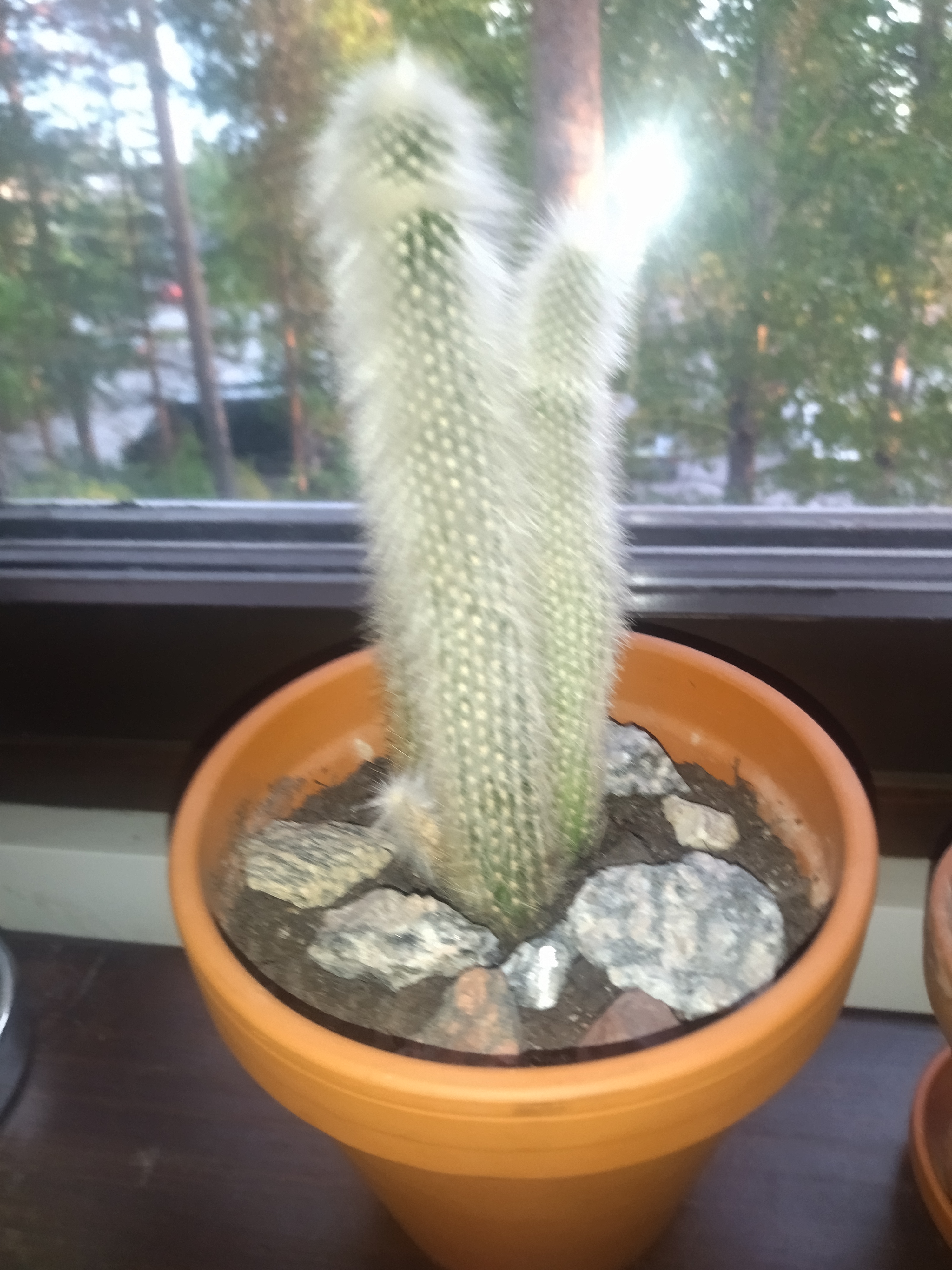 Photo of the plant species Cleistocactus smaragdiflorus by @AceCatgrass named Haediwqdi on Greg, the plant care app