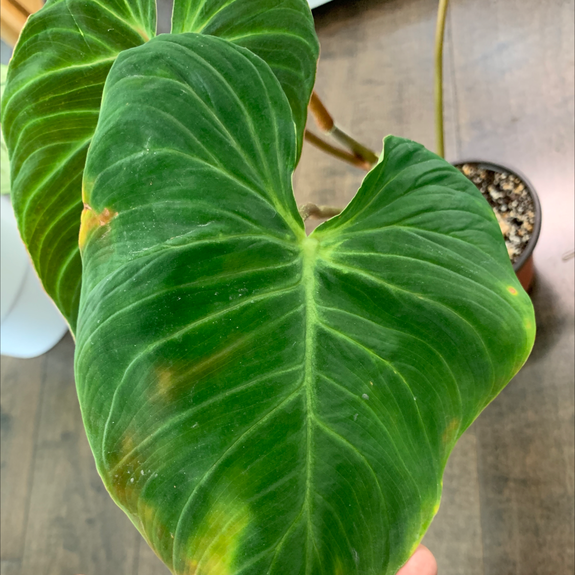 Philodendron melanochrysum x verrucosum with large leaves showing some yellowing and browning.