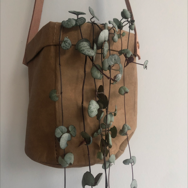 String of Hearts 'Silver Glory' plant in a hanging pot with healthy silver-patterned leaves.