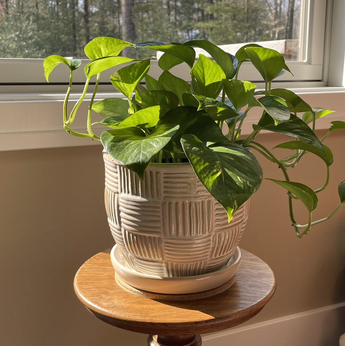 Taro Vine plant photo by @Judy named Phoebe on Greg, the plant care app.
