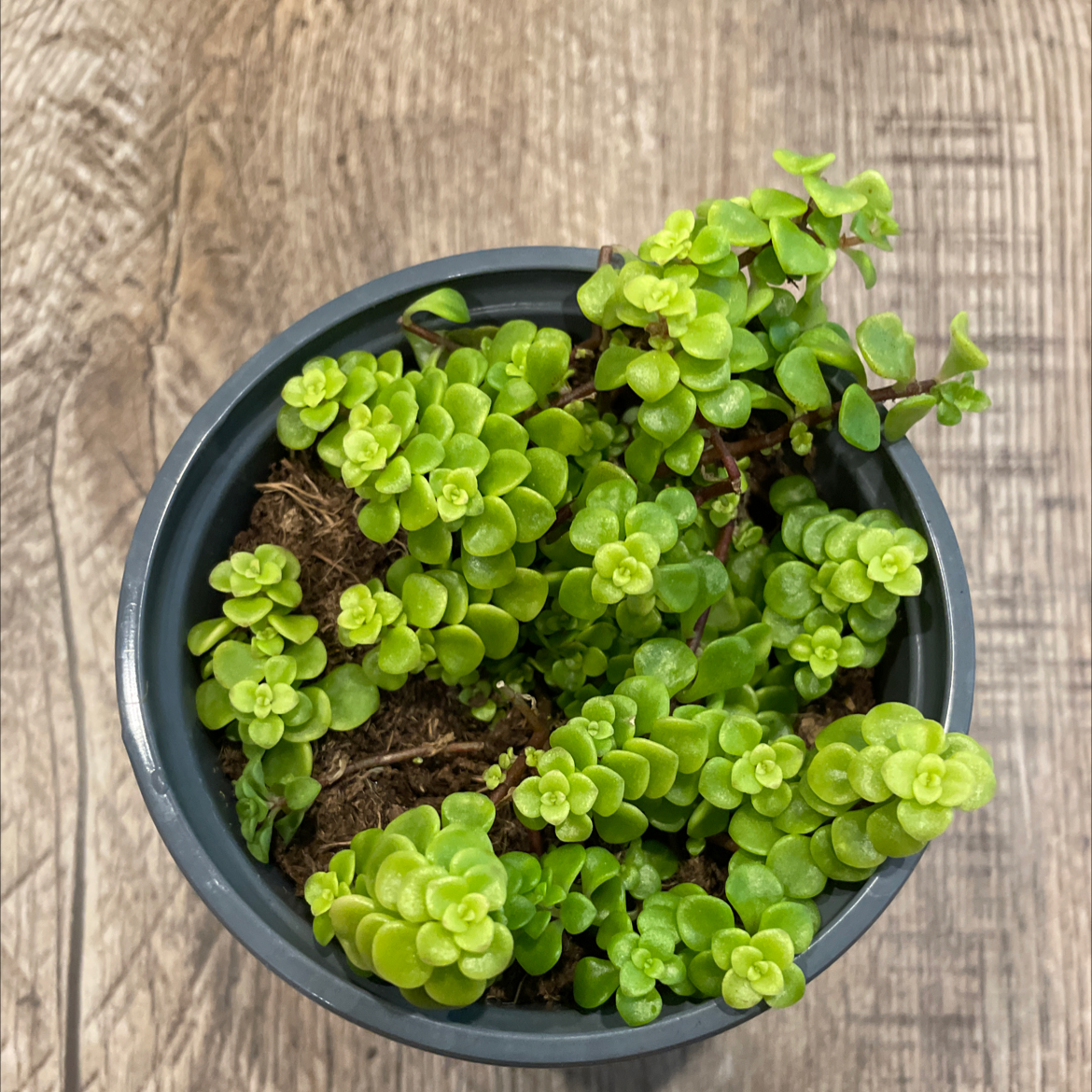 Potted Woodland Stonecrop with small, green, succulent leaves.