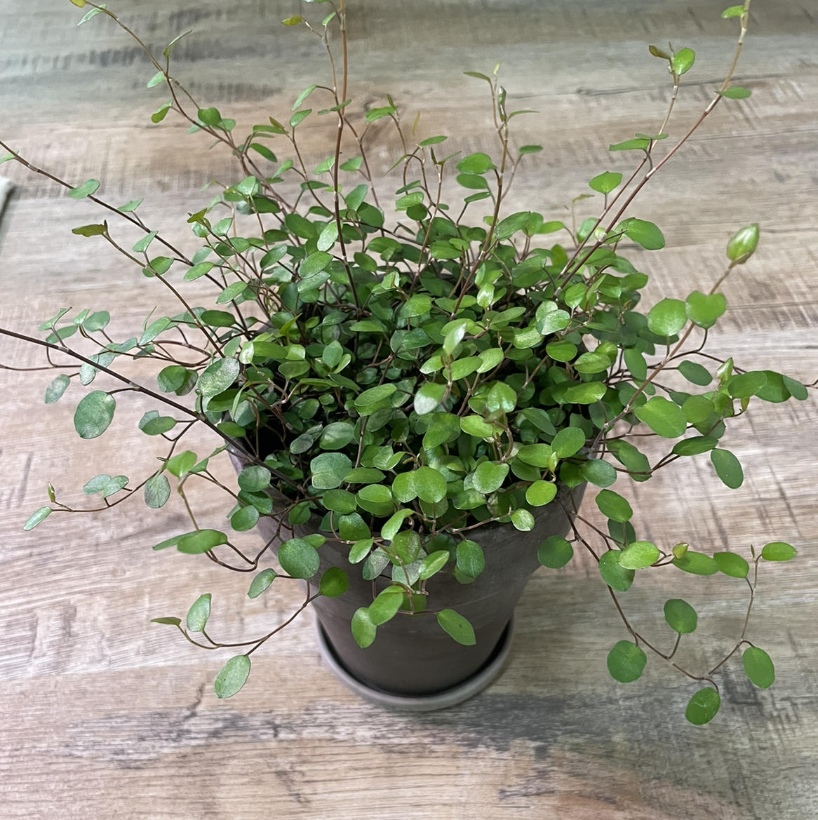 Healthy Maidenhair Vine in a pot with numerous small, green leaves.