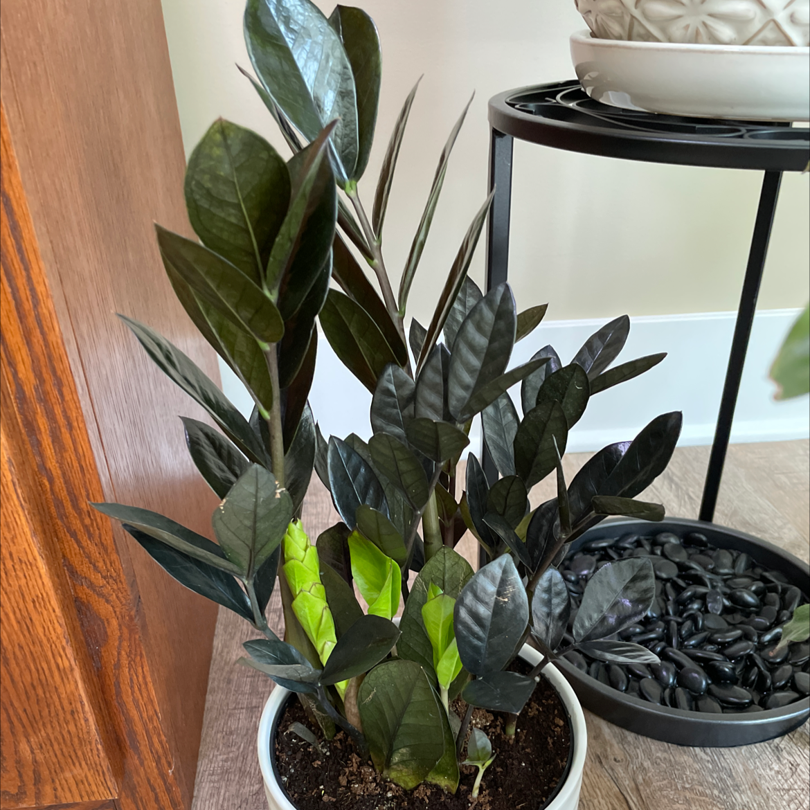 Zamioculcas Zamiifolia plant photo by @Judy named ZZ on Greg, the plant care app.
