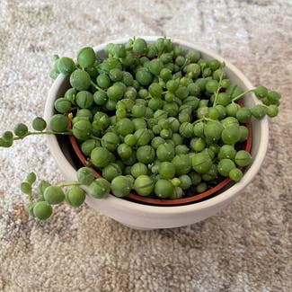 String of Pearls plant in Ludington, Michigan