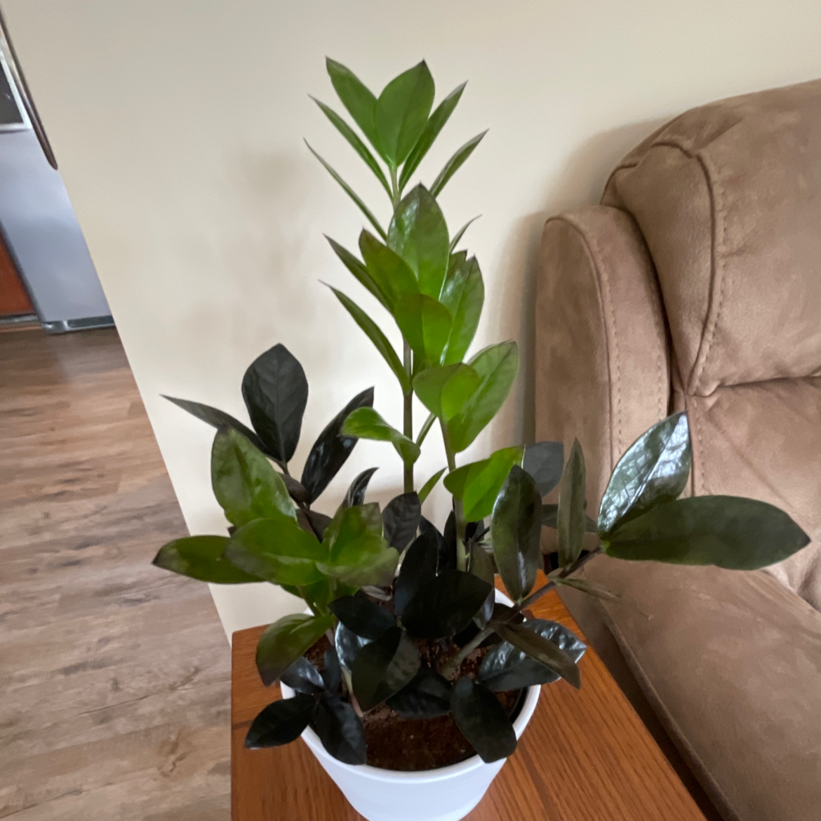 Zamioculcas Zamiifolia plant photo by @Judy named Zelda on Greg, the plant care app.