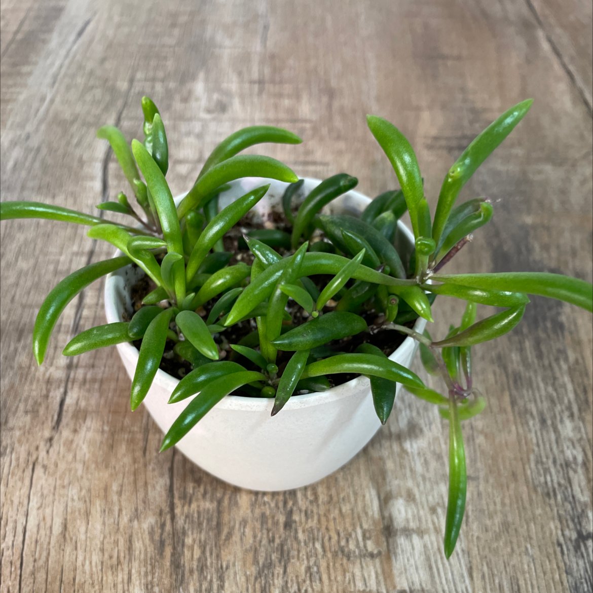 Healthy ruby necklace plant in a white pot on a wooden surface.