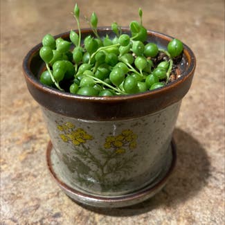 String of Pearls plant in Ludington, Michigan