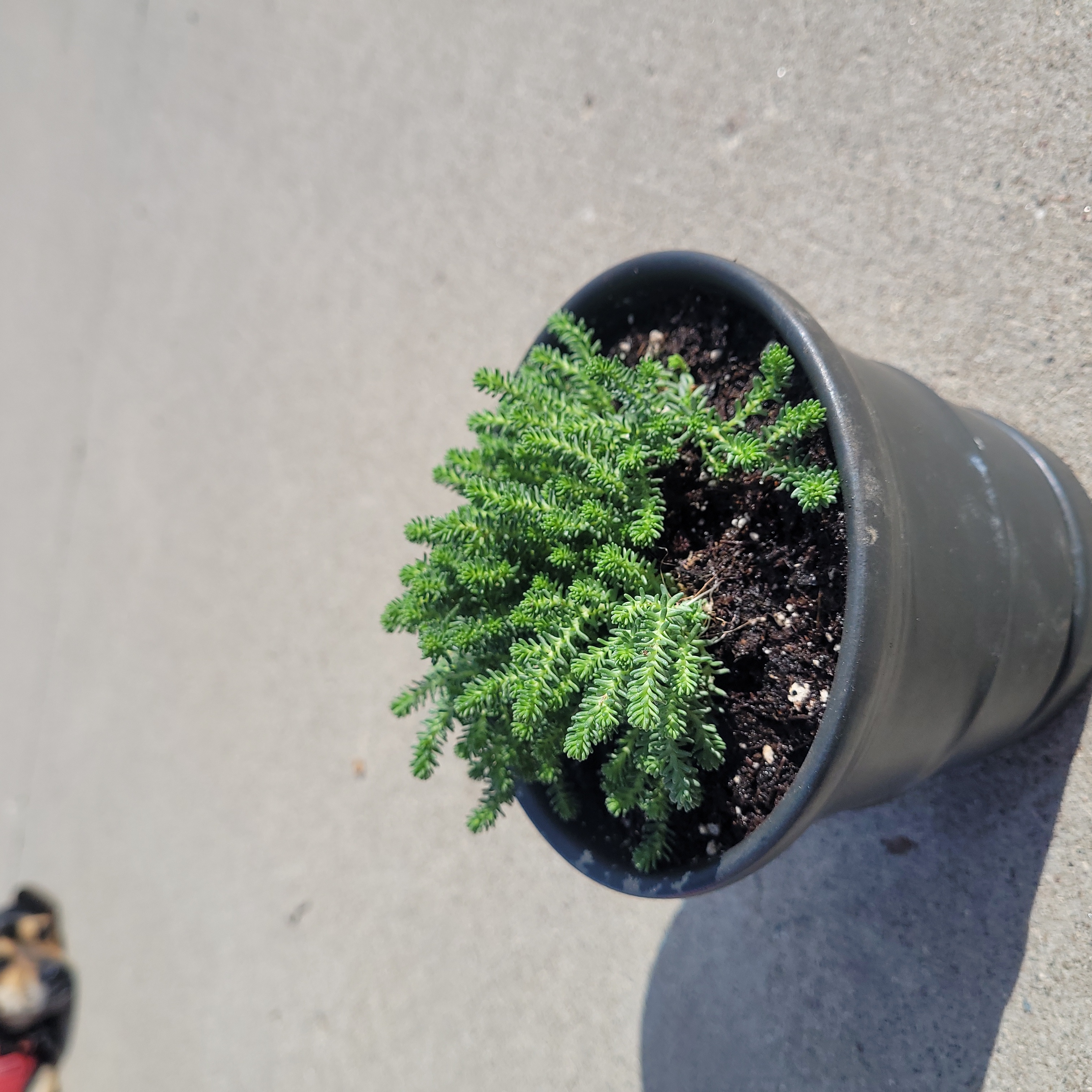 A healthy Tasteless Stonecrop plant in a black pot with visible soil.