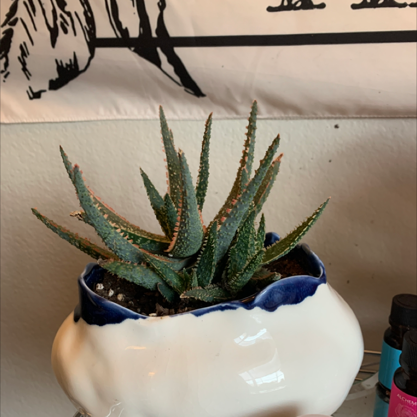 A healthy Aloe 'Christmas Carol' plant in a white and blue pot with visible soil.