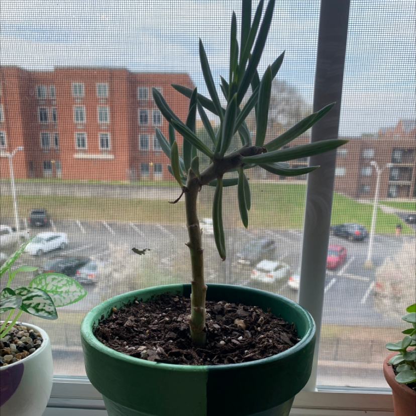 Photo of the plant species narrow leaf chalksticks by @FunnyTimeout named Mary Jane on Greg, the plant care app