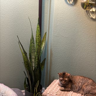 Snake Plant plant in Brookings, Oregon