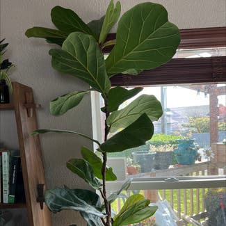 Fiddle Leaf Fig plant in Brookings, Oregon