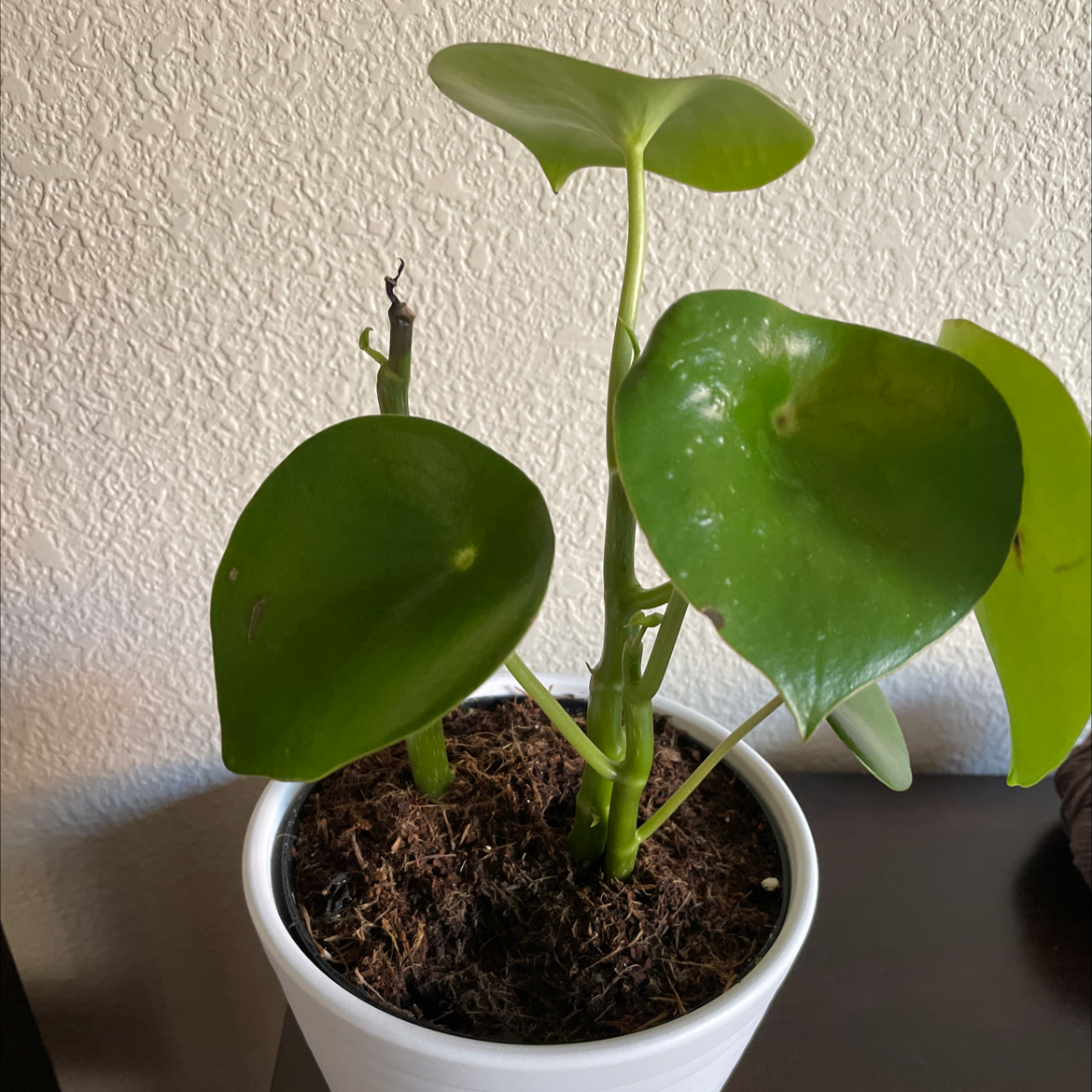 Raindrop Peperomia plant in a white pot with large, glossy leaves.