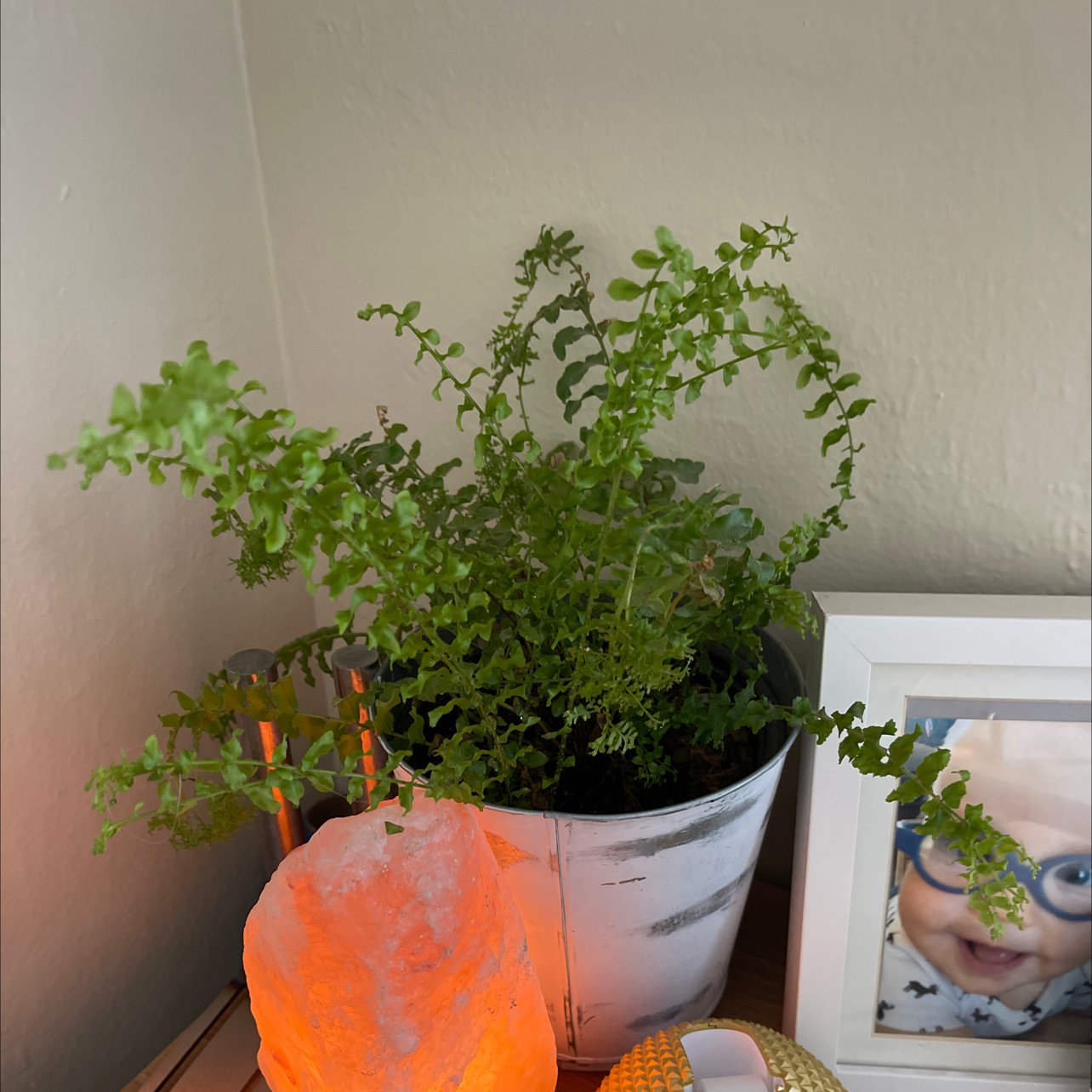 Kimberly Queen Fern in a pot on a table, appears healthy with vibrant green fronds.