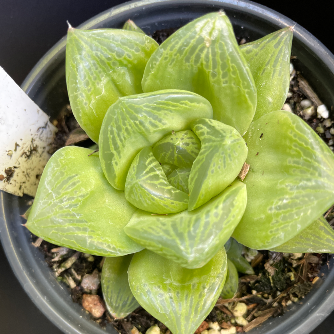 Healthy Haworthia 'Obtusa' plant in a pot with vibrant green leaves.