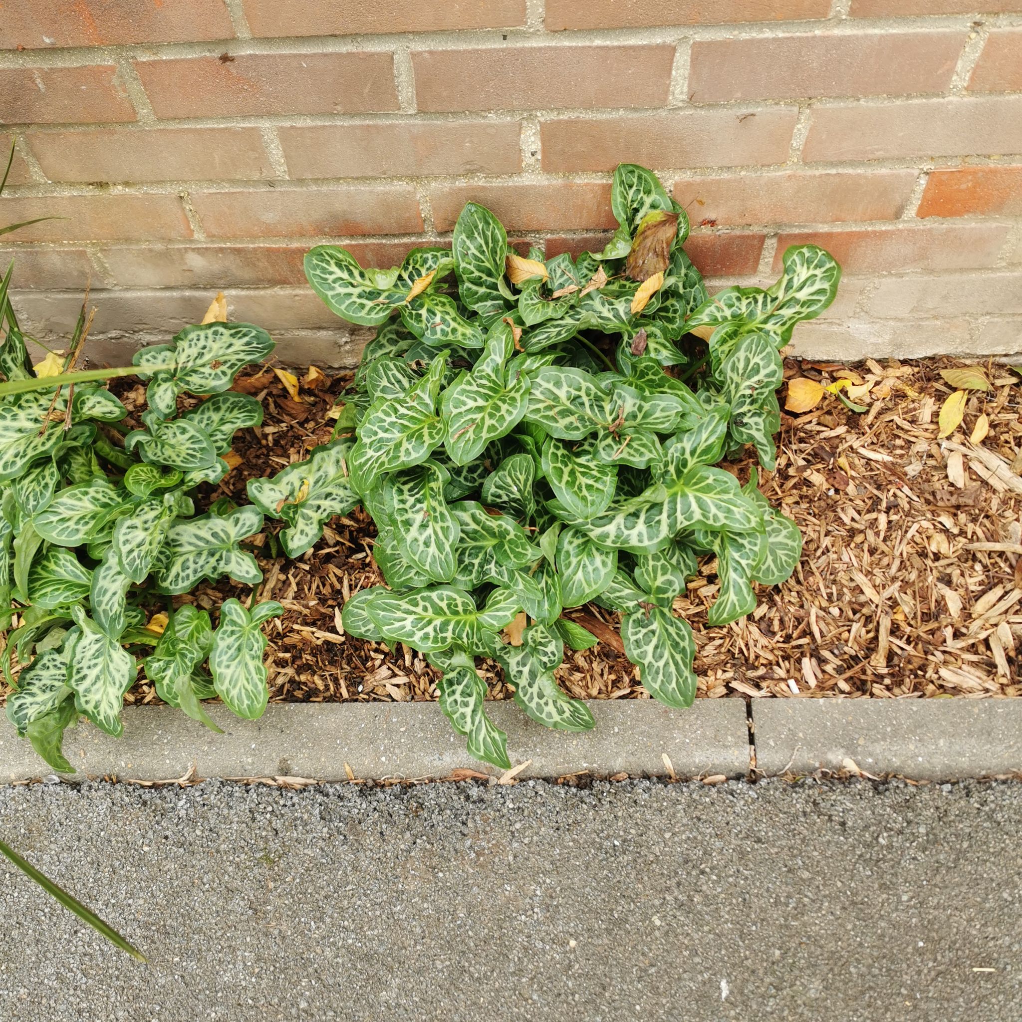 Italian Arum plant with distinct white-veined leaves in a garden bed next to a brick wall.