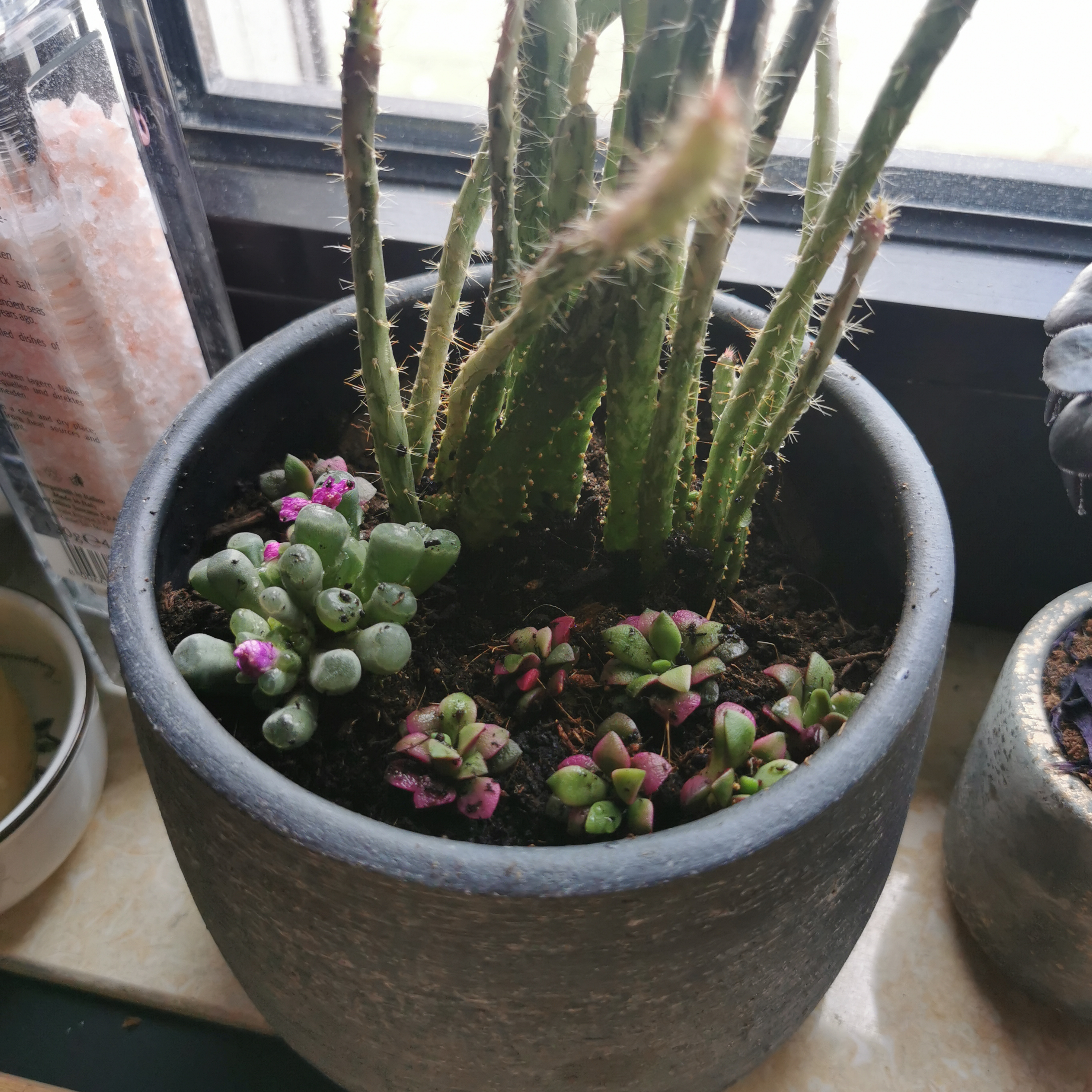 Potted Dog Tail Cactus with multiple stems and other small plants in the pot.