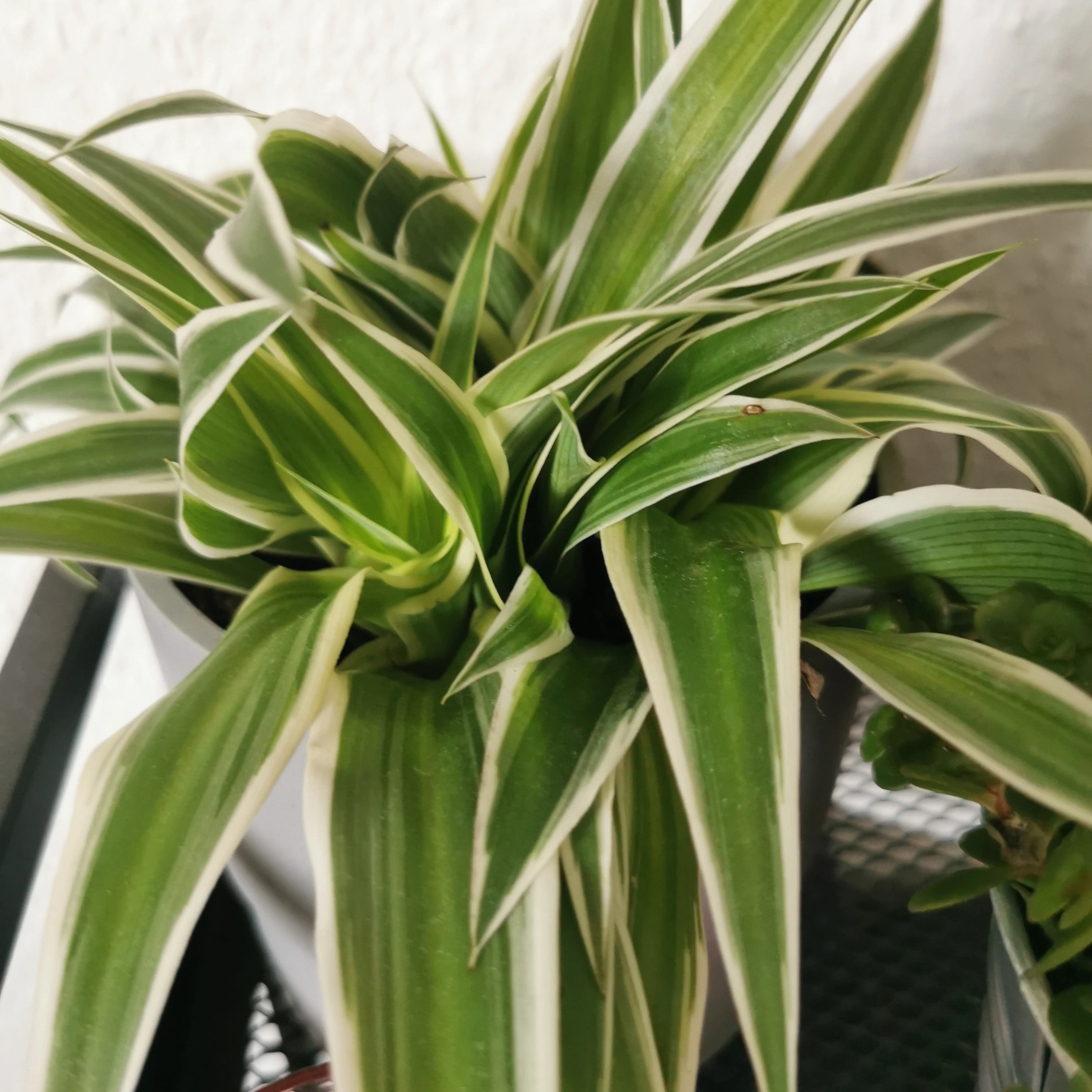 Photo of the plant species 'Himalaya' Spider Plant by @Ahrinea named Margret on Greg, the plant care app