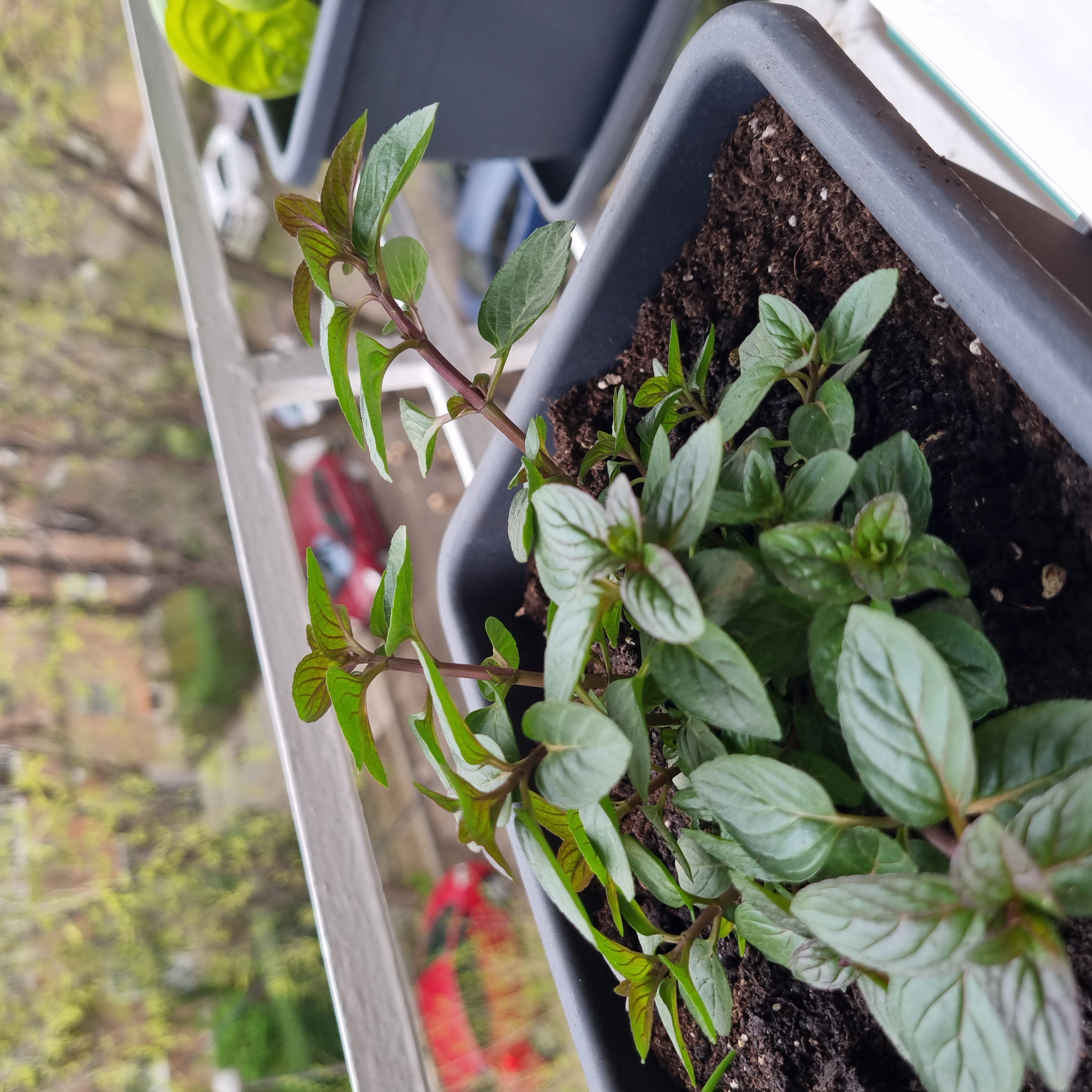 Potted Watermint plant with healthy green leaves and visible soil.