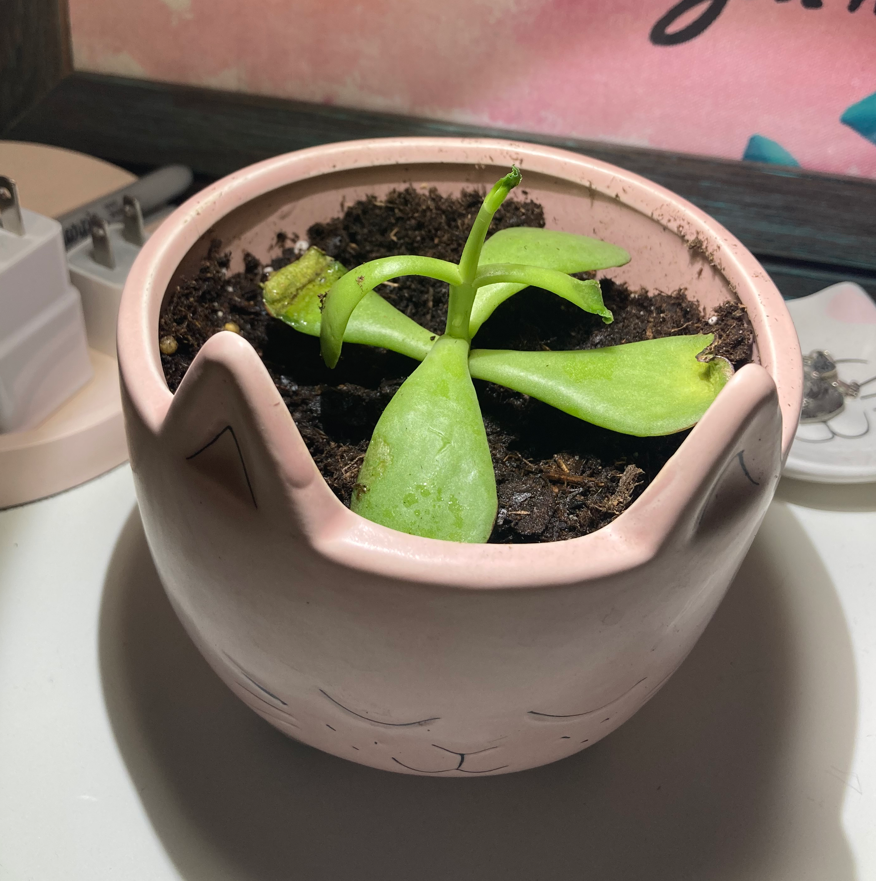 Cotyledon 'Mint Truffles' succulent in a pink pot with visible soil and some leaf discoloration.