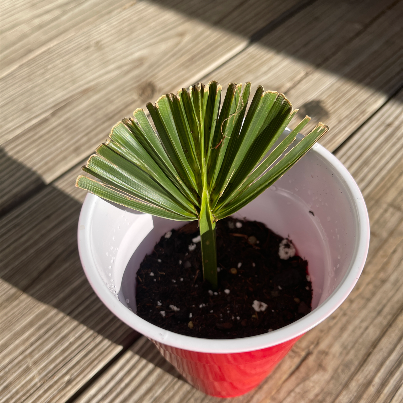 Young Chinese Windmill Palm in a red plastic cup with visible soil and some browning at leaf tips.