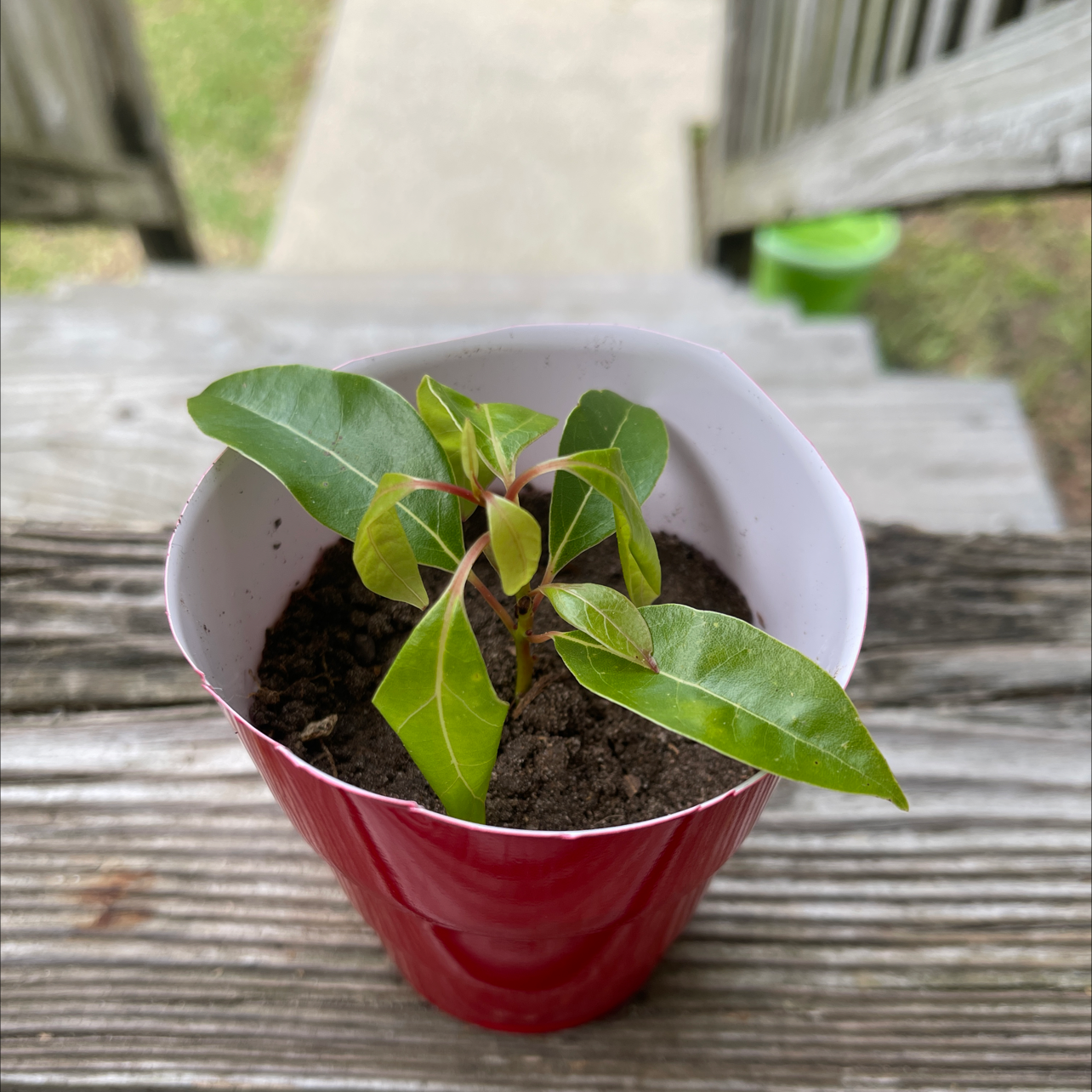 Young Camphor plant in a red pot with visible soil and green leaves.