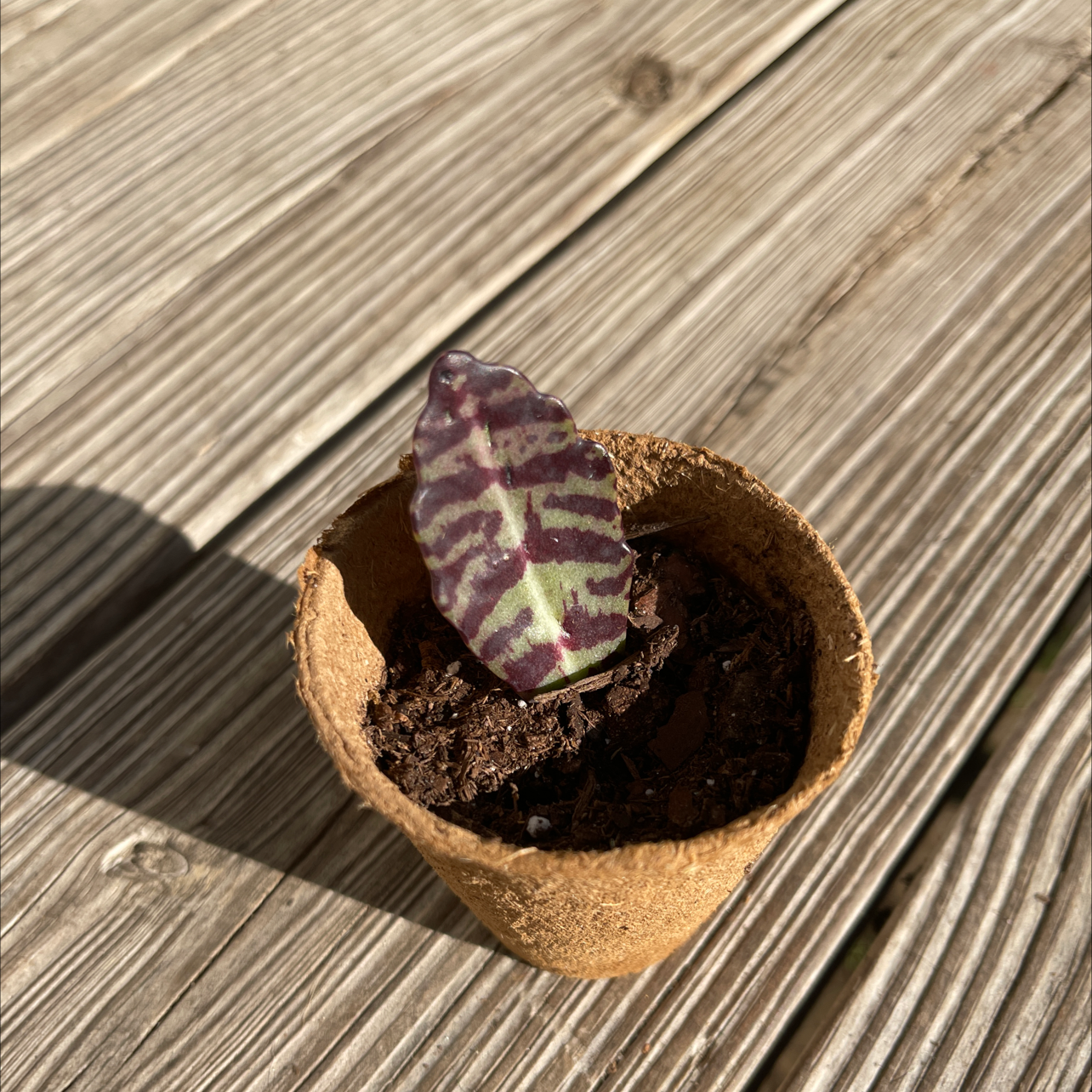 Kalanchoe humilis plant with a single patterned leaf in a small pot.