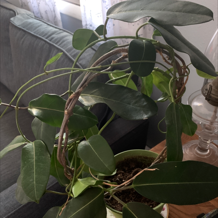 Stephanotis plant with healthy green leaves in a pot, no visible signs of disease.