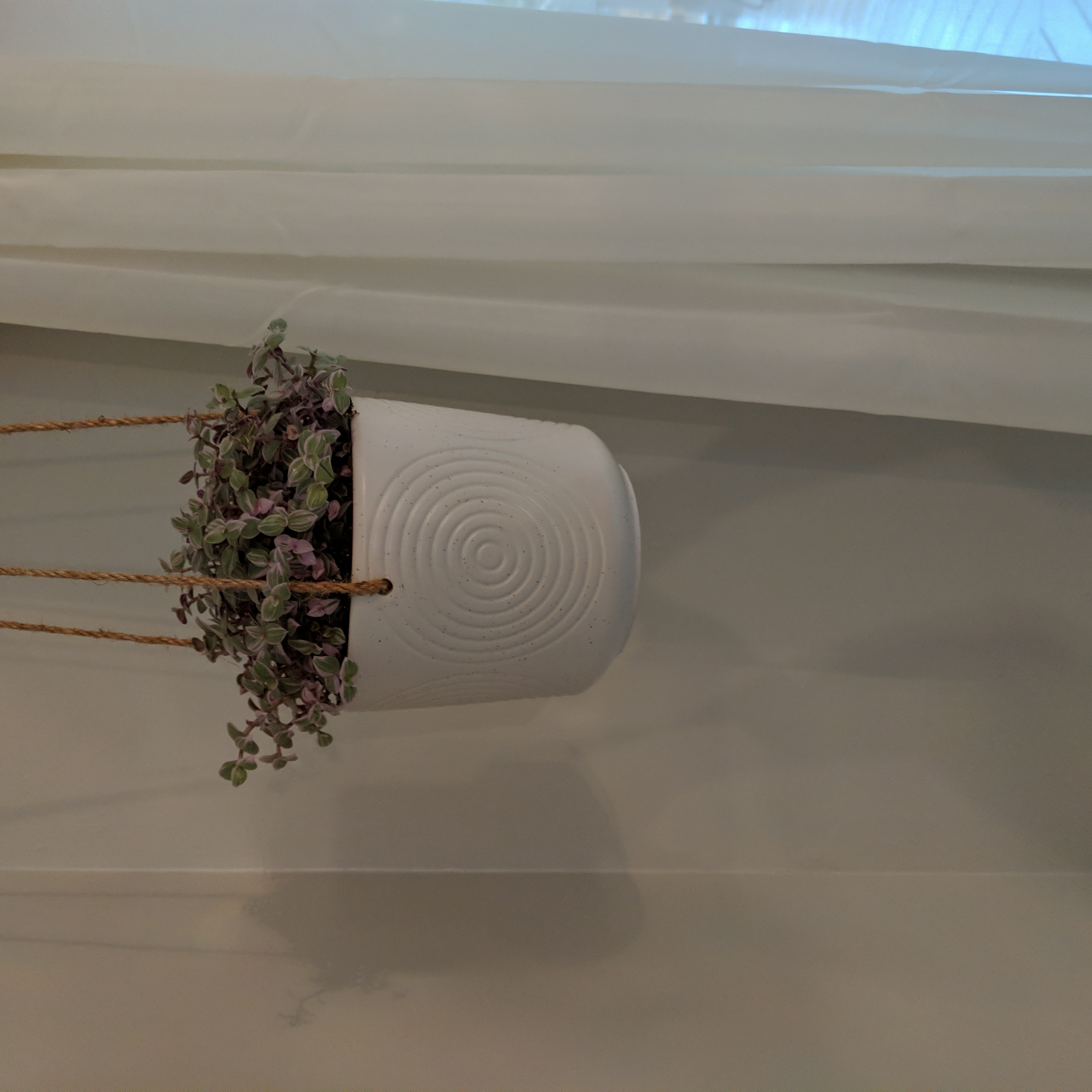 Hanging pot with a healthy Callisia Pink Panther plant in an indoor setting.