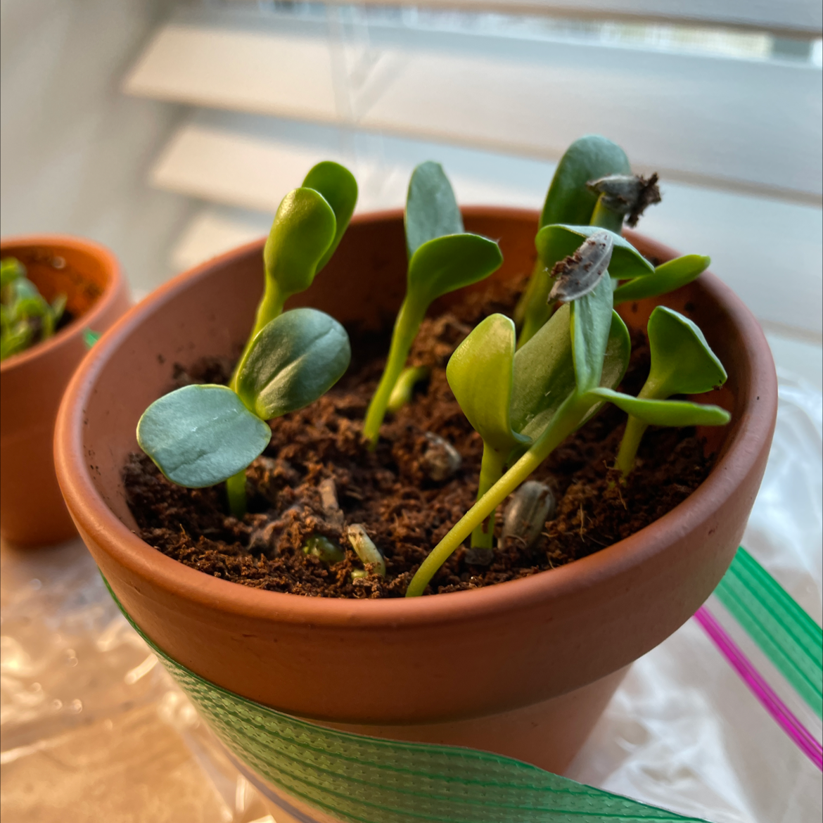 A healthy sunflower seedling growing in a terra cotta pot filled with soil, sitting on a white surface with a colorful placemat underneath.