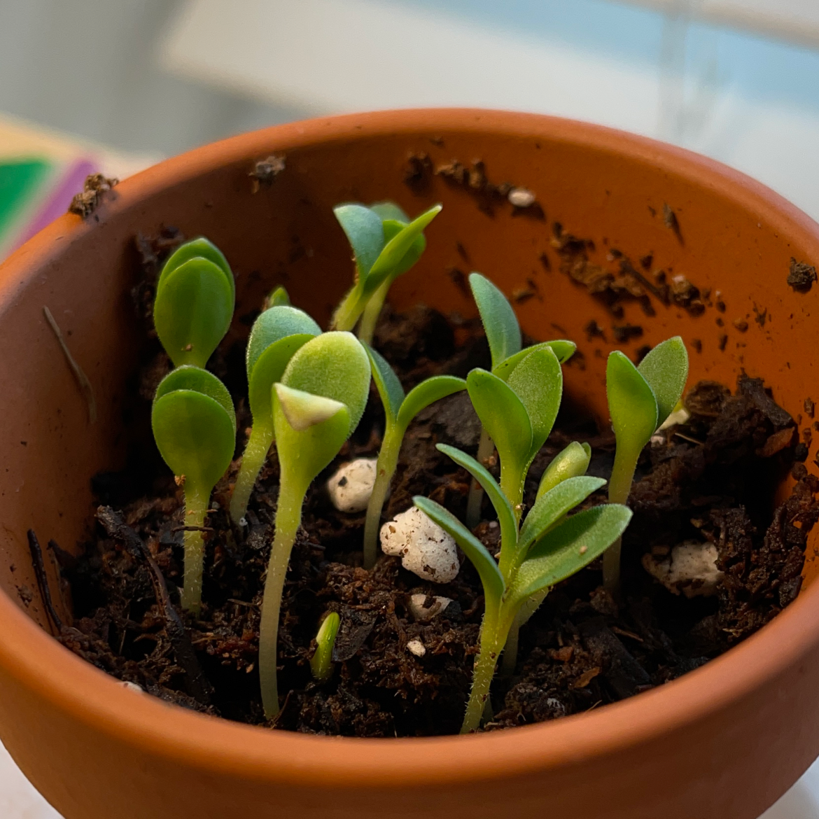 Healthy young sunflower seedlings sprouting densely in a small terracotta pot filled with dark soil.