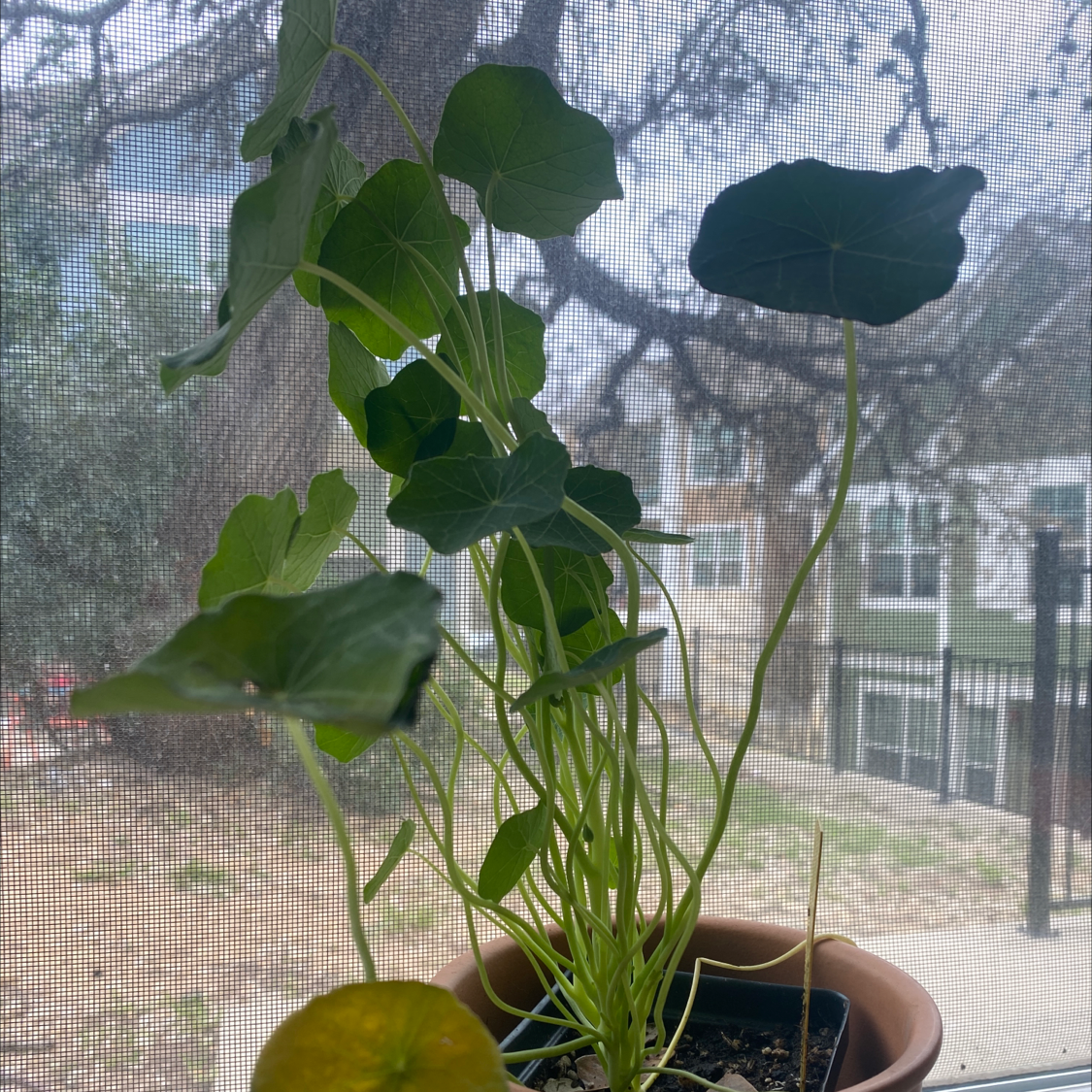 Garden Nasturtium plant in a pot with green leaves, placed near a window.