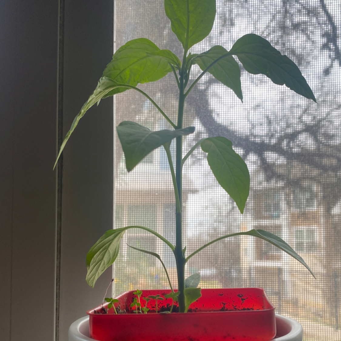 Healthy pepper plant in a red container near a window.