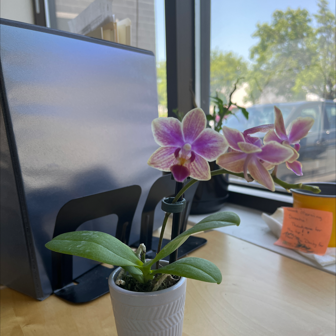 Photo of the plant species Provence Orchid by @StandupGollum named Juliet on Greg, the plant care app