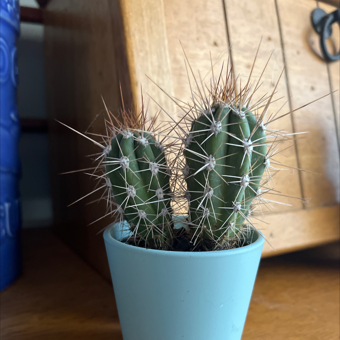 Compass Barrel Cactus in a blue pot, healthy with prominent spines.