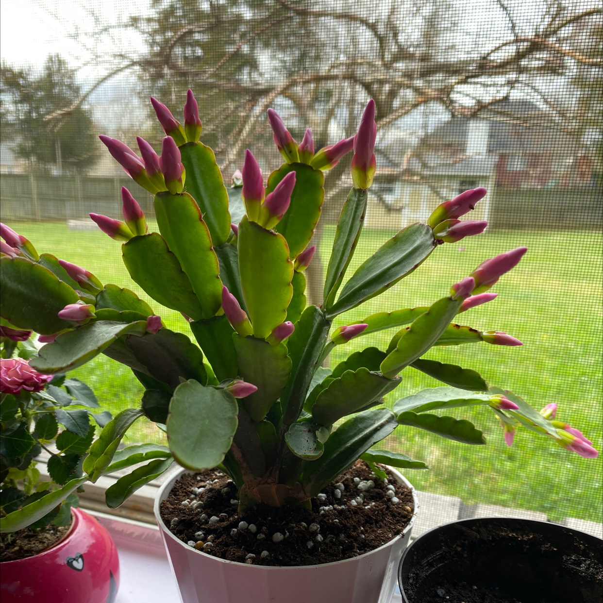Plant care for Rhipsalidopsis gaertneri 'Orange' on Greg, the plant care app